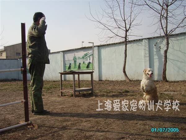 边境犬专业训练 专业训练边境犬 训犬中心.JPG