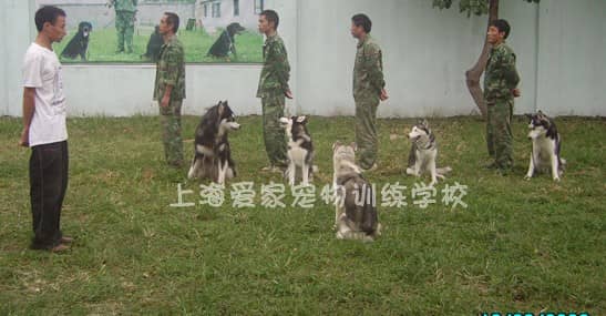 宠物训练 宠物训练中心 专业宠物训练中心.JPG