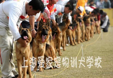 德国牧羊犬比赛训练 训练德国牧羊犬比赛时候的情况.JPG