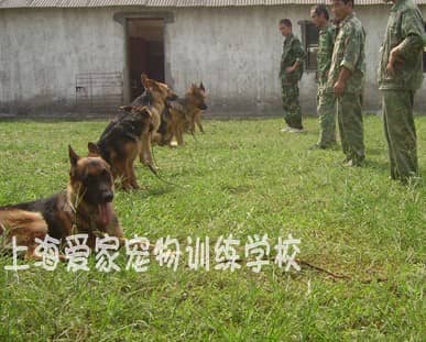德牧犬专业训练 专业训练德牧犬.JPG