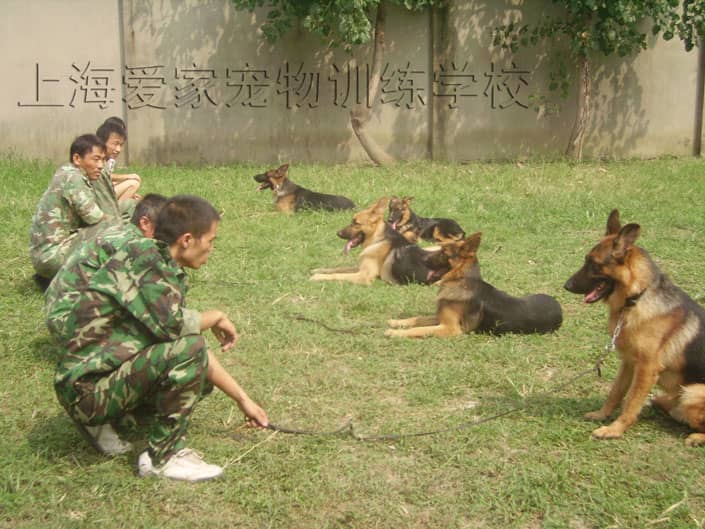 德牧训练 训练德国牧羊犬 德国牧羊犬专业训练学校.JPG