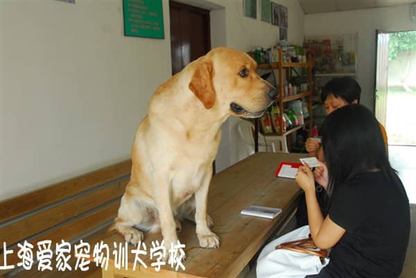 狗狗培训 训狗基地 训狗学校 上海爱家训狗学校报名处.JPG