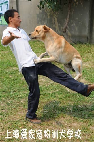 狗狗人体障碍训练 训狗过人体障碍 上海爱家训犬学校.JPG