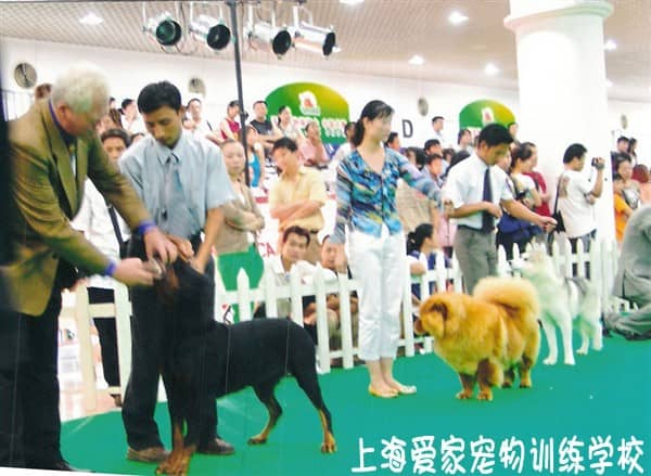狗狗学校 狗狗上学 训狗 上海爱家专业狗狗学校.JPG