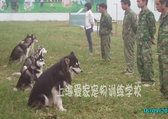 狗狗学校 上海爱家狗学校 训狗基地 专业哈士奇培训.jpg