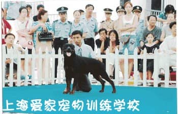 罗威纳比赛 训练罗威纳犬比赛 狗狗训练中心.JPG