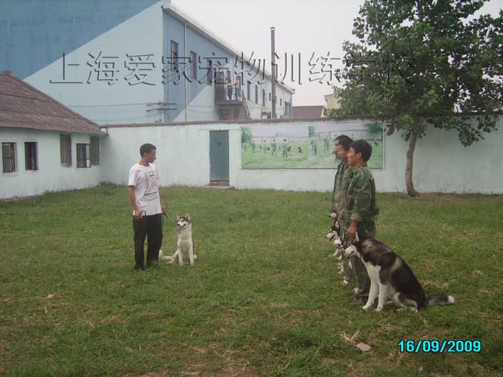 专业哈士奇培训 狗狗培训学校.JPG