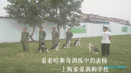 专业狗狗培训爱家宠物学校.gif