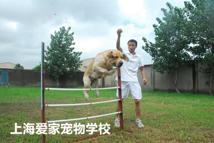 拉不拉多犬障碍训练 训练拉不拉多犬 培训拉不拉多犬_副本.jpg
