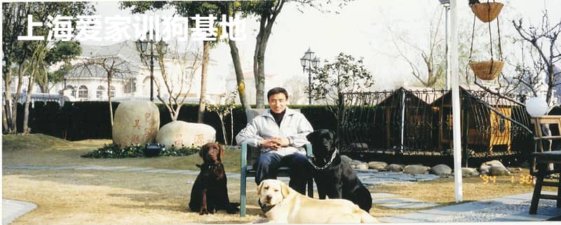 拉布拉多合影_狗狗培训 狗狗训练中心.jpg