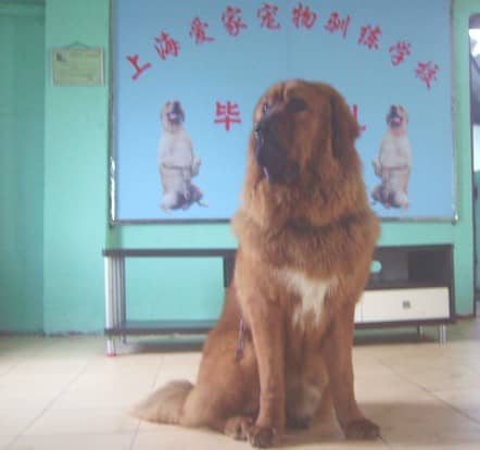 藏獒犬 藏獒犬训练 驯藏獒.JPG