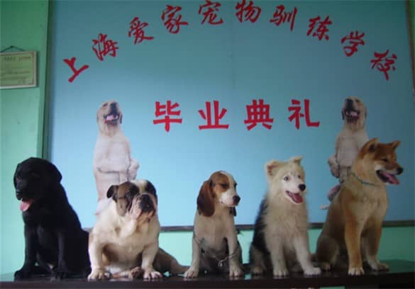 比格犬学员 柴犬学员 狗狗班级 狗狗学员 训狗学员 上海爱家训狗学校.jpg