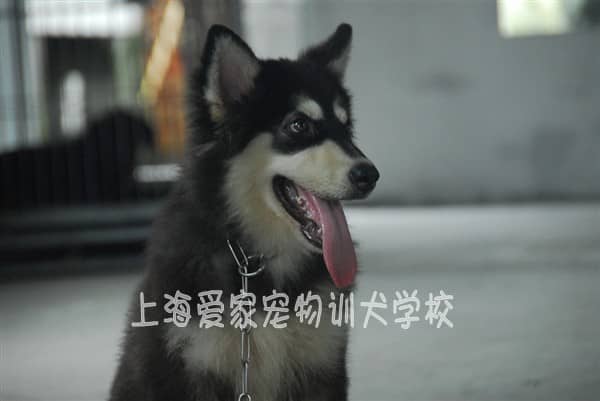 阿拉斯加犬学员 阿拉斯加犬训练 训练阿拉斯加犬 上海爱家宠物学校 专业阿拉斯加犬训练.jpg