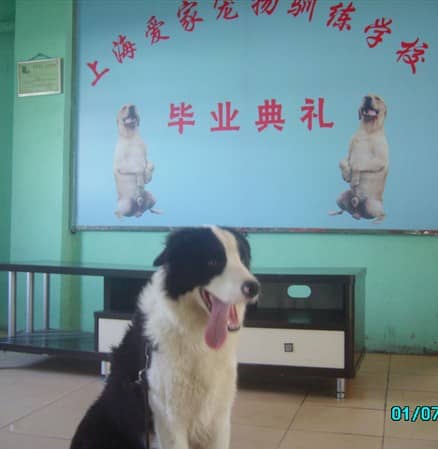 边境犬行为改良训练 边境犬家庭方式训练 训练边境犬行为 上海爱家宠物学校.JPG