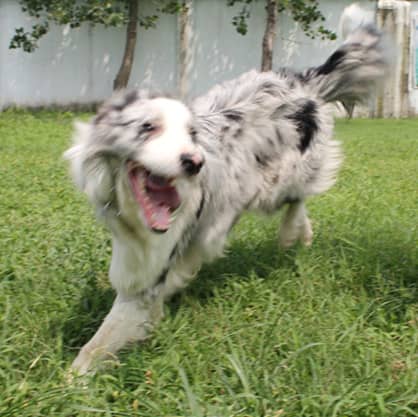 边境犬训练.jpg