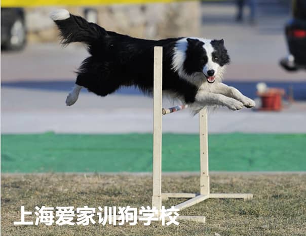 边境犬敏捷训练 边境犬障碍赛比赛 上海爱家训狗基地专业赛级训练.jpg