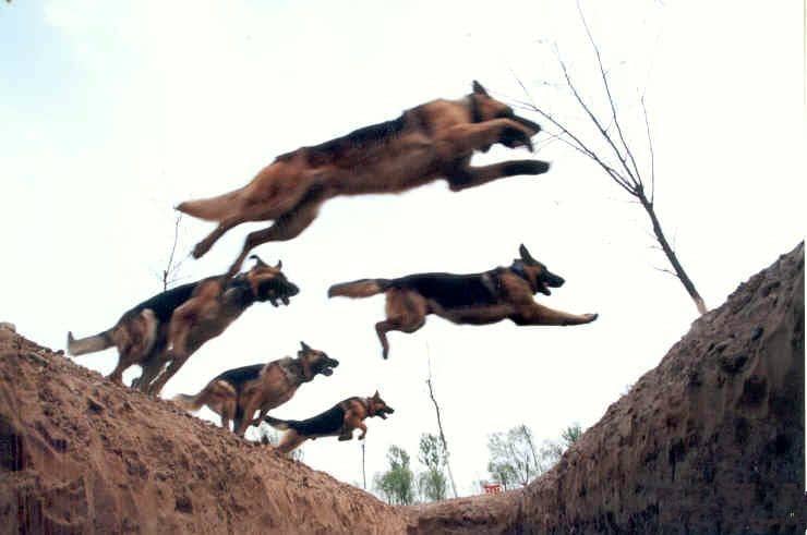 德国牧羊犬培训 警犬训练 训练警犬 上海爱家训狗学校专业警犬训练_ 警犬培训.jpg
