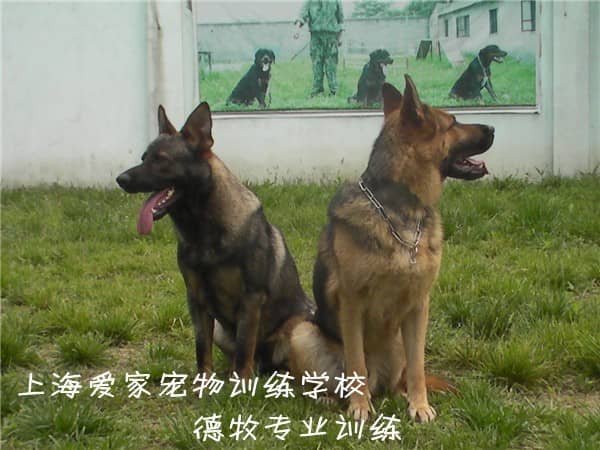 德国牧羊犬服从训练 训练德国牧羊犬初级训练 狗狗专业培训.jpg