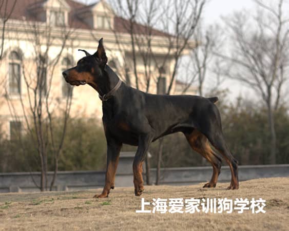 杜宾犬 杜宾犬图片 训练杜宾犬的站姿 上海爱家训犬基地专业杜宾犬训练.jpg