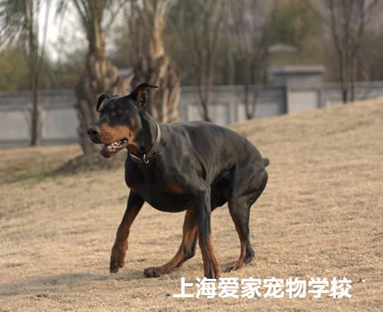 杜宾运动图片 杜宾图片 杜宾训练 专业训练杜宾犬 上海爱家训犬学校专业杜宾犬训练.jpg