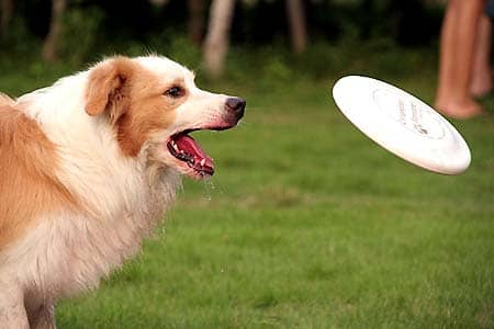 飞盘训练 边境犬接飞盘训练 训练边境接飞碟 上海爱家训狗学校专业边境犬接飞盘训练 (1).jpg