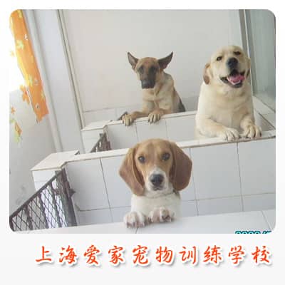 狗狗房间 狗狗睡觉的房间 狗狗休息的地方 上海爱家训狗学校 狗狗房间.JPG
