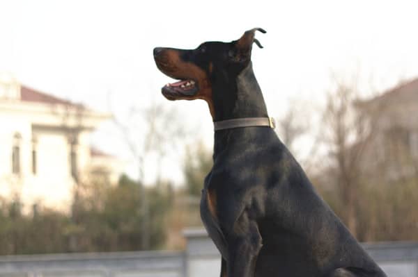 杜宾犬专业训练 专业杜宾犬训练 上海爱家训狗基地专业杜宾犬的培训.jpg