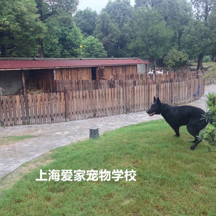 狗狗庄园 训狗庄园 狗狗别墅 狗狗运动场 上海爱家训狗学校狗狗运动.jpg
