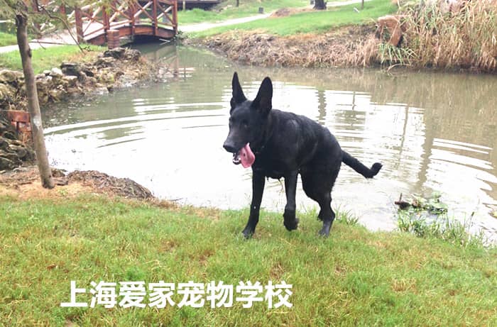 狗狗上岸 狗狗游泳上岸 训狗游泳下水 上海爱家训犬学校.jpg