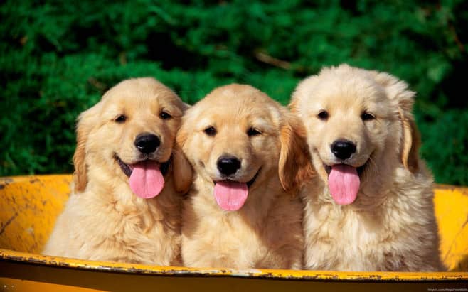 金毛犬培训 金毛犬专业培训 上海爱家训狗学校 金毛犬学员.jpg