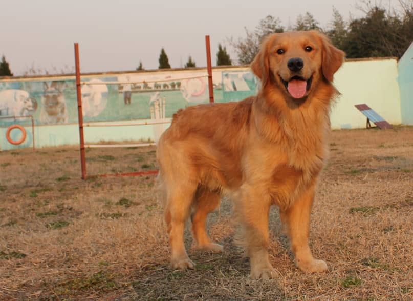 金毛犬训练 上海爱家宠物学校专业金毛犬训练.jpg