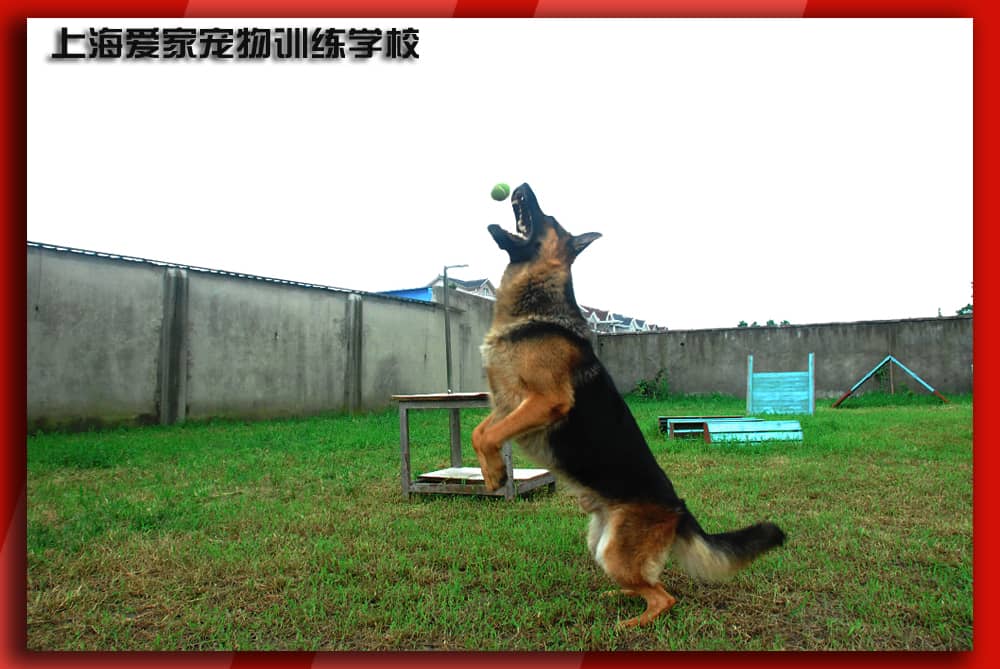 警犬学员 警犬训练 训练警犬犬 上海爱家宠物学校 专业警犬训练.jpg