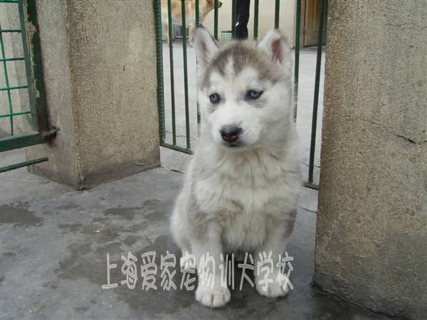 可爱的幼犬哈士奇犬 哈士奇犬培训 哈士奇犬从小训练 哈士奇犬行为纠正.JPG