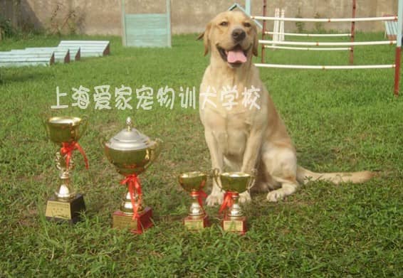 拉不拉多获奖 训练拉不拉多比赛 比赛时候的拉不拉多 赛级拉布拉多犬的样子.JPG