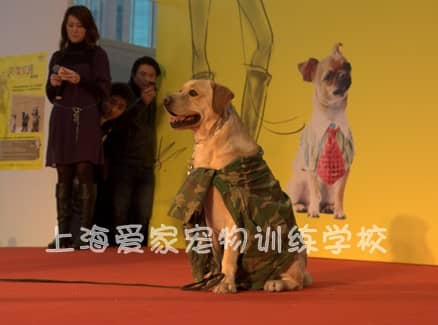 拉不拉多照片 拉不拉多训练 训练拉不拉多犬 上海爱家宠物学校专业拉布拉多训练.jpg