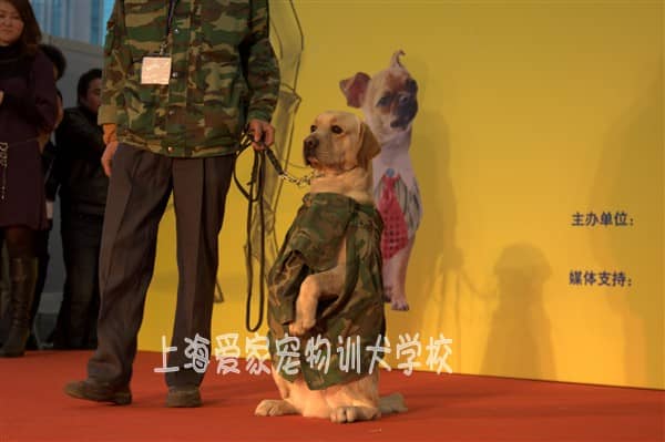 拉拉训练 训练拉拉犬 拉不拉多参加比赛 上海爱家训狗学校专业拉不拉多犬培训.JPG