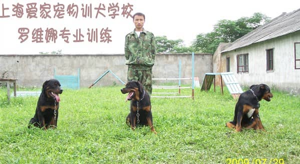 罗威纳犬学员 上海爱家宠物训练学校 专业罗威纳犬训练班.jpg