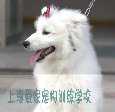 萨摩耶犬拍广告 训练萨摩耶拍广告 上海爱家宠物学校训练萨摩耶犬.JPG