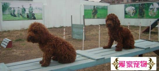 泰迪犬怎么样，泰迪犬的长相 上海爱家宠物学校专业泰迪犬训练.JPG