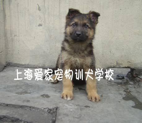 幼犬德国牧羊犬培训 训练德国牧羊犬幼犬训练 上海爱家宠物训练.jpg