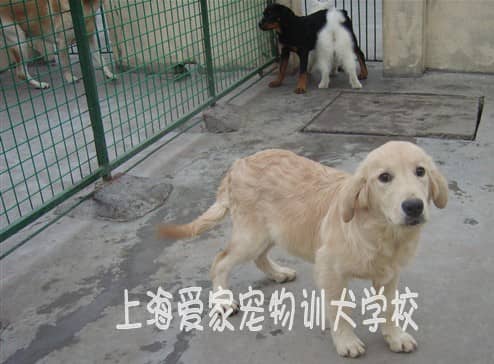 幼犬培训 狗狗上学校 金毛幼犬也要培训 金毛犬大小便在外训练.JPG