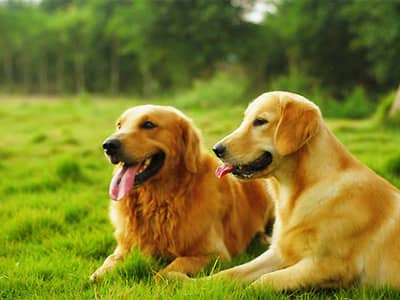 金毛犬训练 金毛学员 上海爱家专业金毛犬训练.jpg 金毛犬训练 金毛学员 上海爱家专业金毛犬训练.jpg