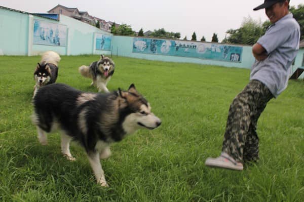 狗狗 上海爱家训狗专业狗狗训练.jpg