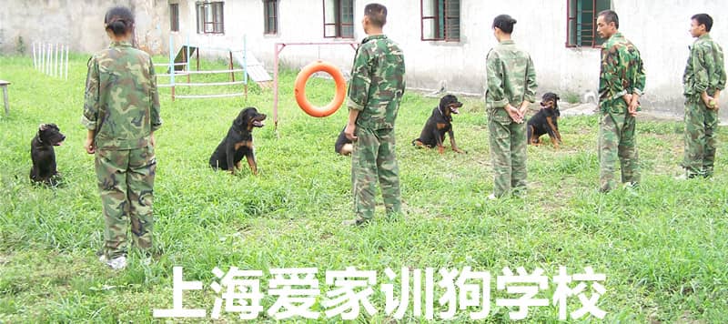 爱家训狗基地老师 上海爱家训狗师训练基地.jpg 爱家训狗基地老师 上海爱家训狗师训练基地.jpg
