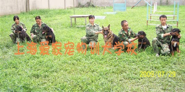 爱家训狗师专业狗狗服从训练.jpg