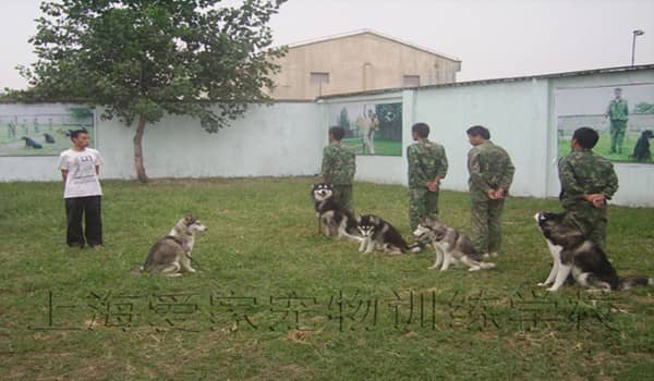 宠物学校上海爱家宠物学校狗狗专业狗狗训练.jpg 宠物学校上海爱家宠物学校狗狗专业狗狗训练.jpg