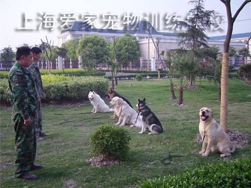 训狗师培训 训狗师学校.jpg